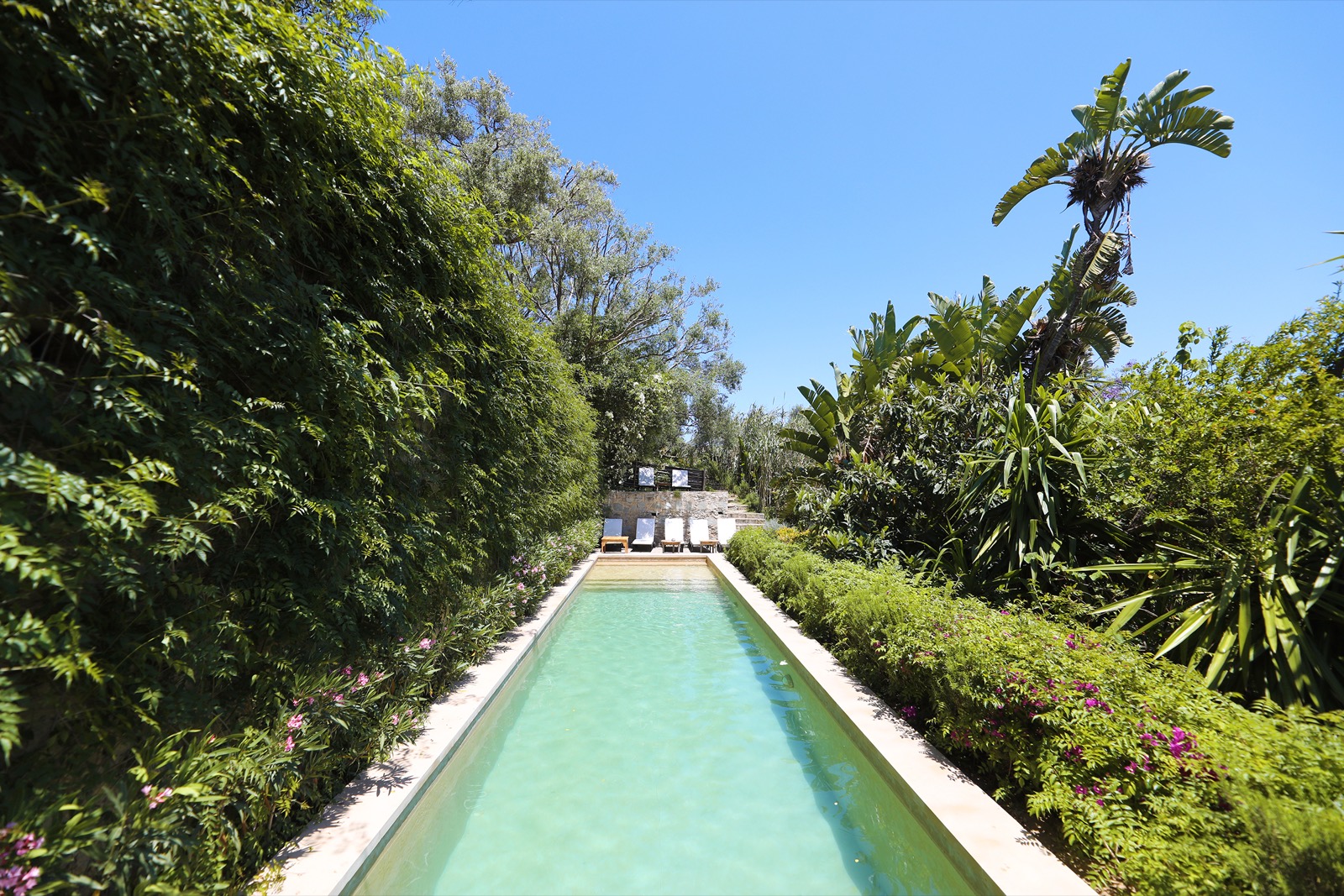 La grande piscine turquoise du jardin, bordée de haies et de palmiers