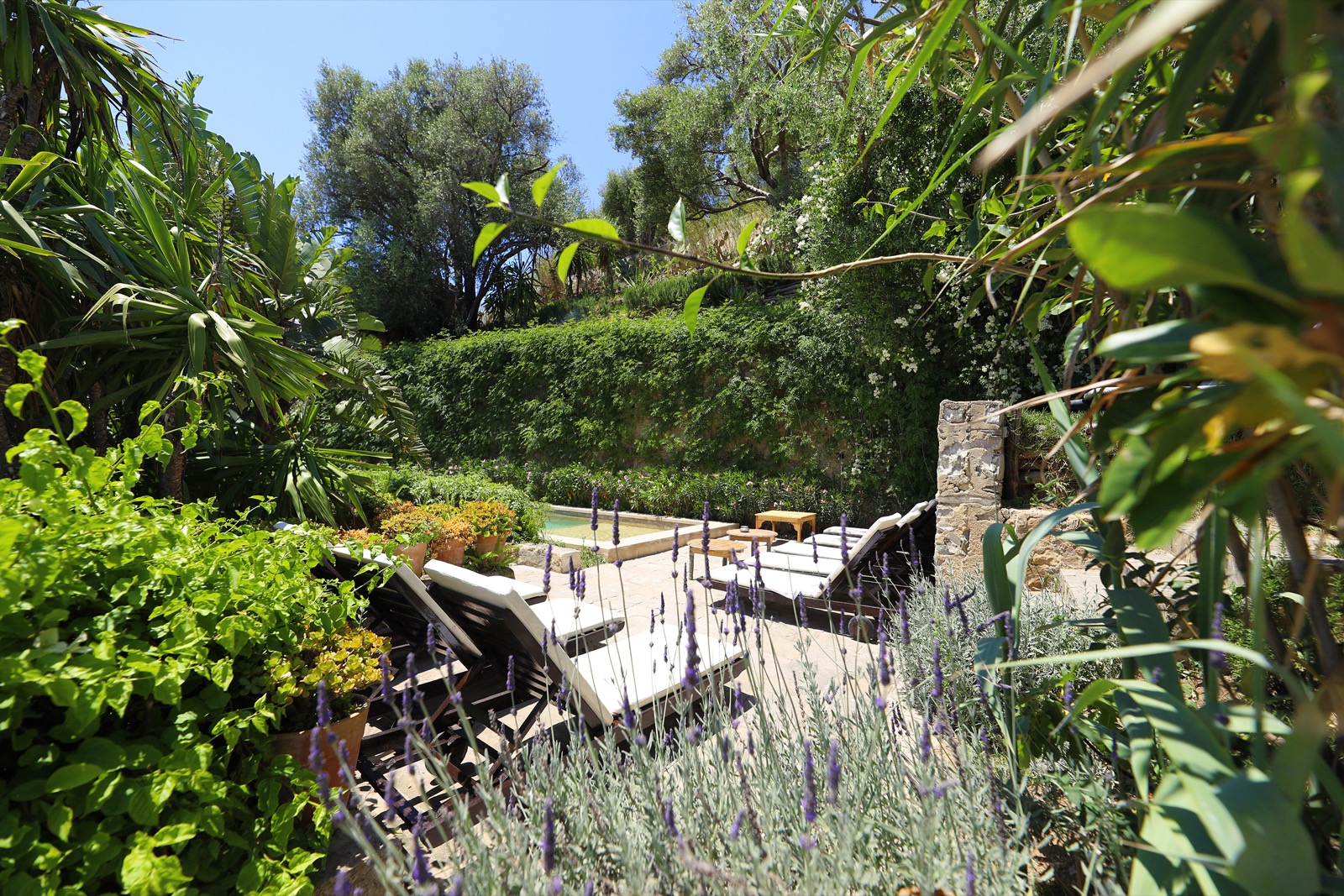Transats au bord de la piscine de Mimi Calpe, dans la lavande et la verdure du jardin